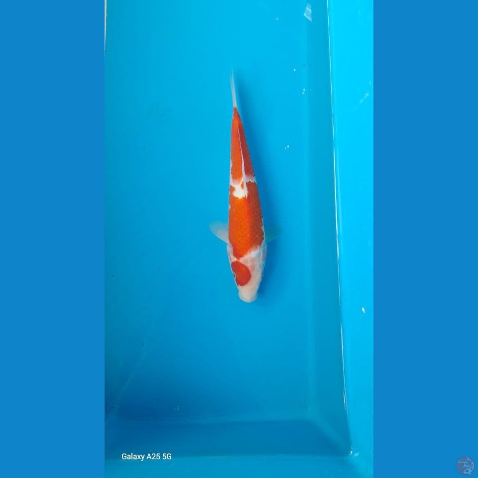 kohaku22cm
