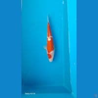 kohaku22cm
