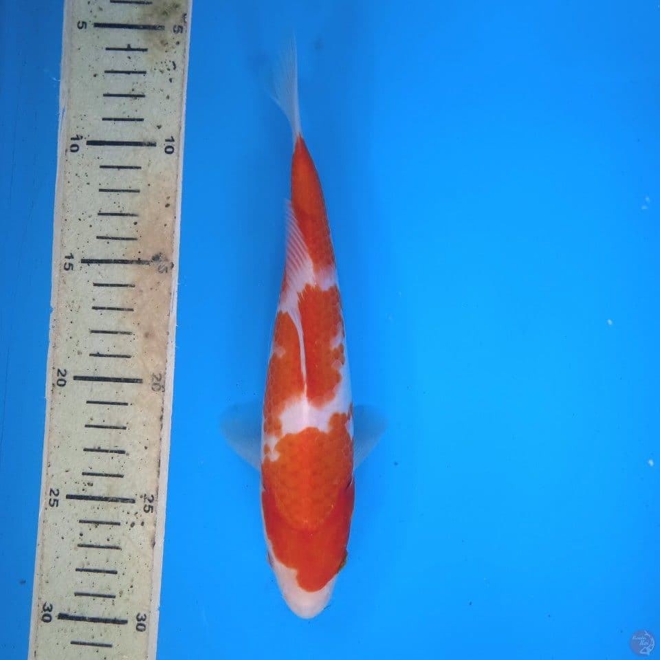 kohaku 23cm