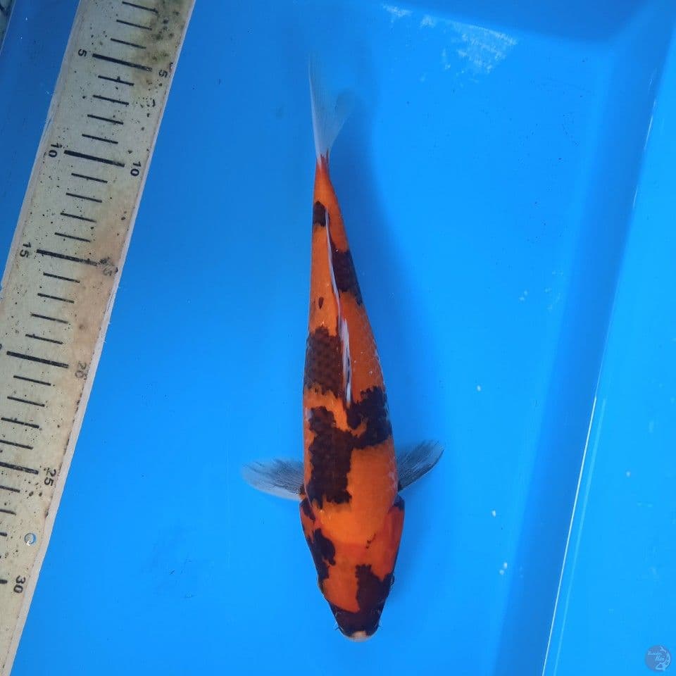 hishowa 25cm