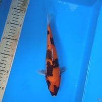 hishowa 25cm