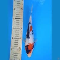showa 24cm