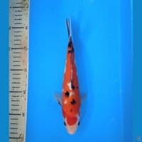 sanke 25cm