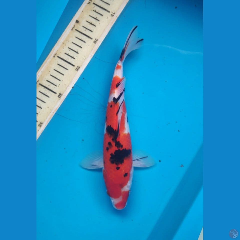 Sanke, 26cm