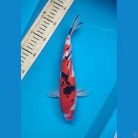 Sanke, 26cm