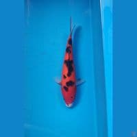 Sanke, 24cm