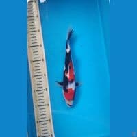 Showa, 26cm