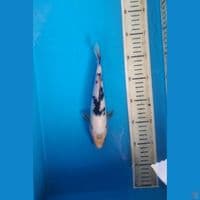Bekko, 23cm