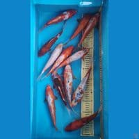 mix shusui koromo, 21-24cm