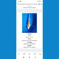 kujaku juara 3all Indonesia koi Shaw Solo