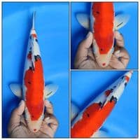 TAISHO SANKE KUCIBENI 32CM JANTAN