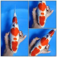 TAISHO SANKE SUBOSUMI 31CM