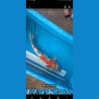 showa MALE 43 CM ORYGINAL