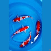 Kohaku bloodline AKF 32-36cm