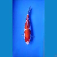 kohaku 3 step merah strong male 34cm