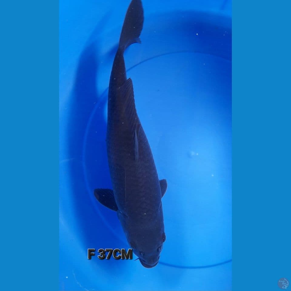 MAGOI 37CM