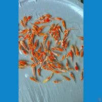 kohaku sisik 5-9cm pilihan 100ekor lebih