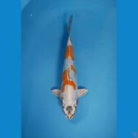 kiko male berpunuk 35 bu