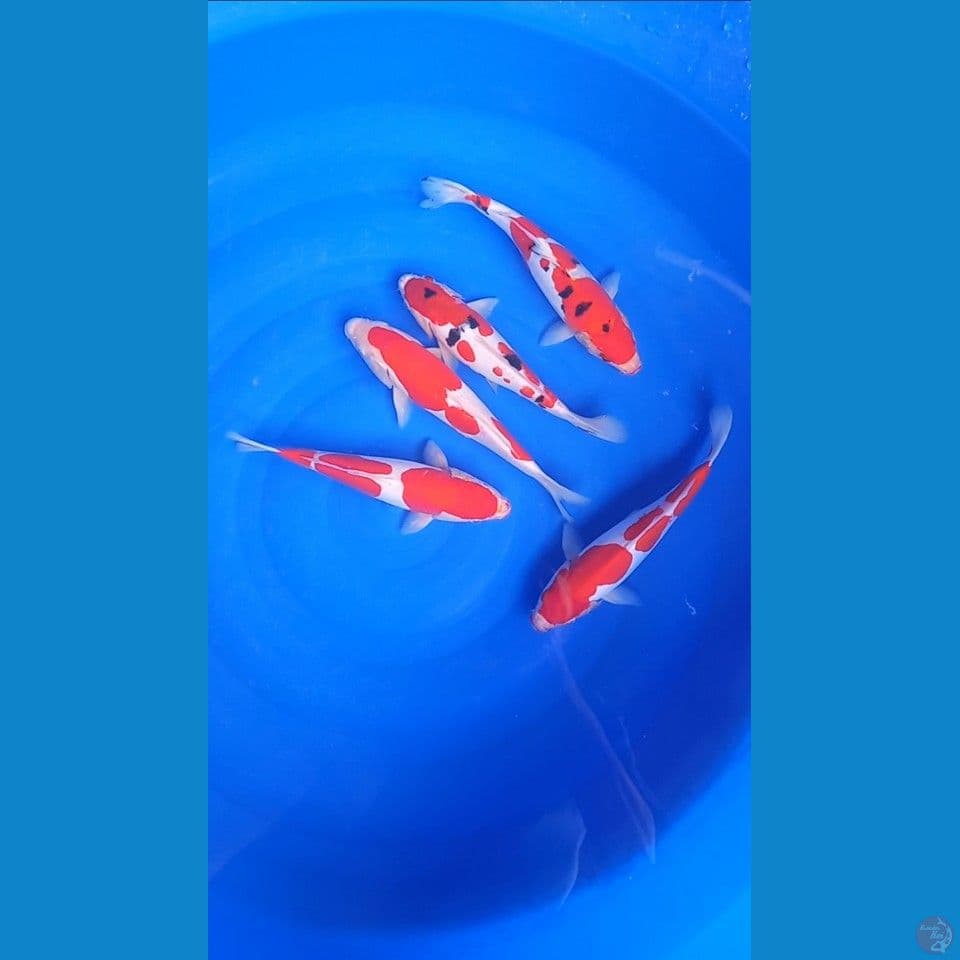 KOHAKU SANKE DOITSU 25,26CM CUT KER