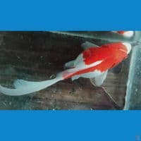 jumbo tamasaba 20 cm 