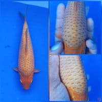 Karashi Manggo Good Quality