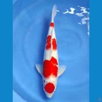 Maruten Kohaku Original 45cm