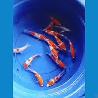 mix kohaku 18-20cm 14 ekor