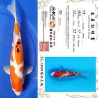 Sanke 37 cm import serty Sakai ????????
