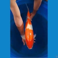 kohaku jantan size 57cm