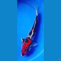showa 38cm