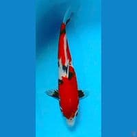 showa 36cm