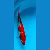 showa 34cm