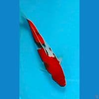 Showa 38cm