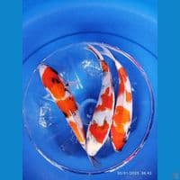 sowa size 23cm 3ekor