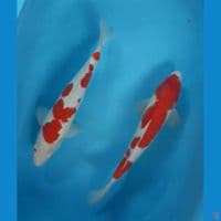 kohaku sanke 38 cm