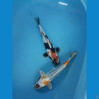 showa ginrin kiko 34-35 cm