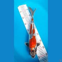 kiko male 35 cm