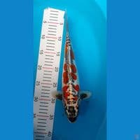 kiko male 35 cm