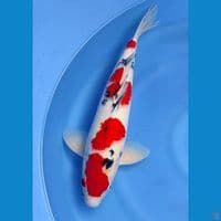 Sanke 44cm | Male