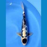 Black Tancho 42cm | Male