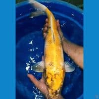 jumbo 60cm ki showa 