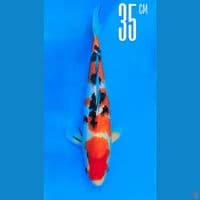Sanke 35cm Male