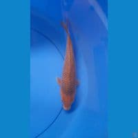 28CM CARAMEL SALAK