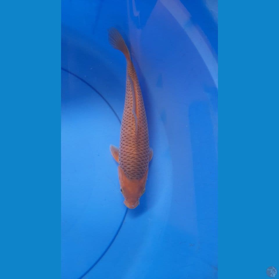 28CM CARAMEL SALAK