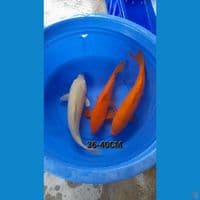 36-40CM KARAMEL