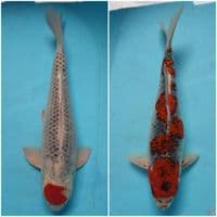 Ghosiki Jumbo 42cm. 