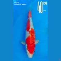 Goshiki 40cm male lokal