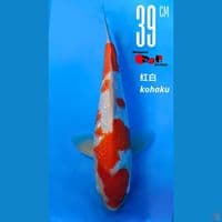 Marumaya Ginrin Kohaku 39cm Male Serti Lengkap