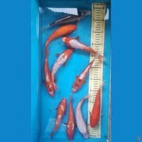 mix shusui, 20-23cm