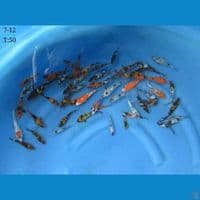 7-12cm - 50ekor mix